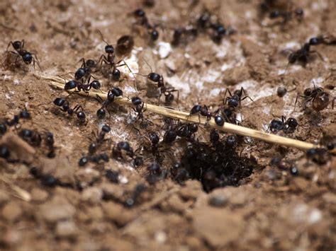 Wer ihre population eindämmen will, muss auch in normalem ausmaß stellen sie im garten kein problem dar. Ameisen im Haus und Garten natürlich mit Hausmitteln ...