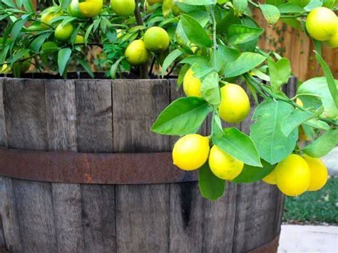 Just a single barrel of plump, juicy tomatoes, crispy greens and crunchy bell peppers will provide you. lemon tree in wine barrel - Vyhledávání Google | Dwarf ...