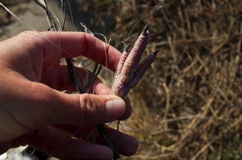 It's not just an issue in an ocean far away, or in fishing towns, it's an issue right in your local parks. How to Help a Bird Caught in Fishing Line | Audubon North ...