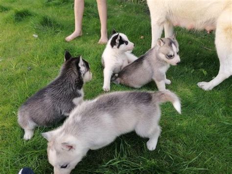 Favorite this post oct 7. Adorable Siberian husky puppies available in Crystal Bay ...