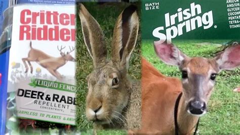 Share your ideas in the section below Three Ways We Keep Deer and Rabbit OUT of the Garden: Soap ...