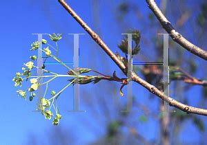 Acer truncatum x platanoides 'warrenred'_fall. HORTICOPIA®-- Acer platanoides x truncatum 'Warrenred ...