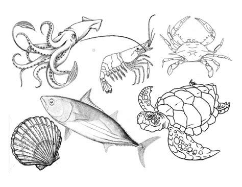 Sebanyak enam spesies hewan baru diidentifikasi berada di ceruk laut dalam di bawah samudera hindia. Hidupan Laut