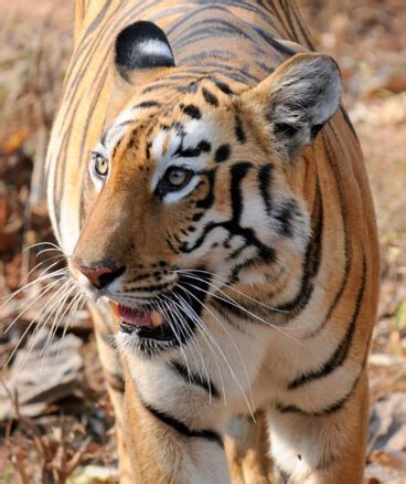 Tigress is the name of three different comic book supervillains, all of whom have appeared in various series published by dc comics. Maya Tigress of Tadoba