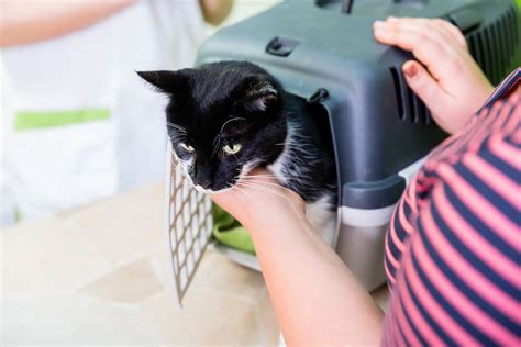 Dieser zeitpunkt ist allerdings viel zu früh, um die katzenjungen von der mutter zu trennen. Das Entwurmen von Katzen - wie häufig sollten Katzen ...