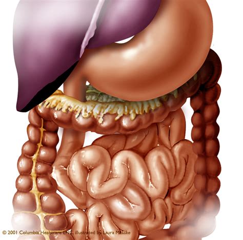 We did not find results for: Abdominal Anatomy