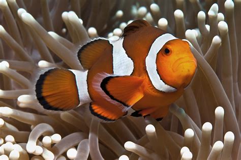 Ebay 1 echter clownfisch abzugeben. False clown Anemonefish (Clownfish) - Amphiprion ocellaris ...