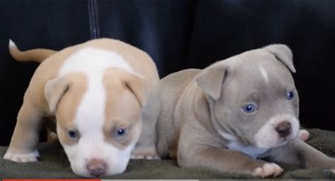 We're a pocket bully breeder based out of nanaimo, bc in canada. THESE POCKET BULLY PUPPIES ARE ABSOLUTELY CUTE .....Do you ...