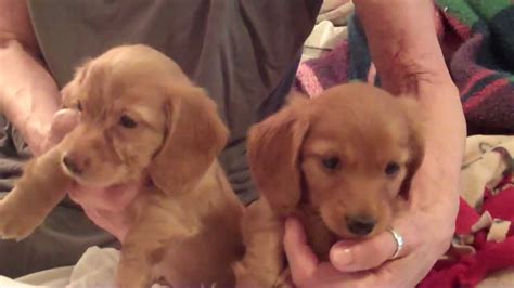 Adopt dachshund dogs in oregon. Two Girl miniature Dachshund puppies AKC - ready to go - in Bend, Oregon - YouTube