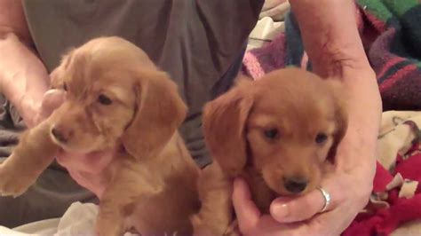 Ask questions and learn about dachshunds at nextdaypets.com. Two Girl miniature Dachshund puppies AKC - ready to go - in Bend, Oregon - YouTube