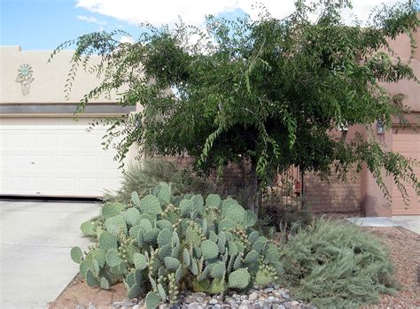 It is found in scattered locations across southern ontario. Abq West Mesa residence - front to E, Canyon Hackberry ...