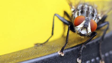 Die menge an essig hängt von der raumgröße und der fliegenanzahl ab. Lästige Fliegen vertreiben und bekämpfen | Hausmittel ...