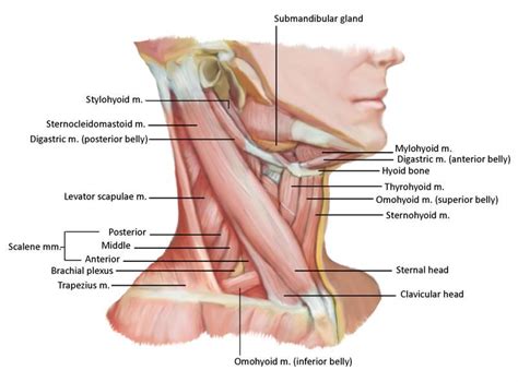 Amateur black ebony deep throat 1833 min. Image result for anterior and middle scalene | Douleur