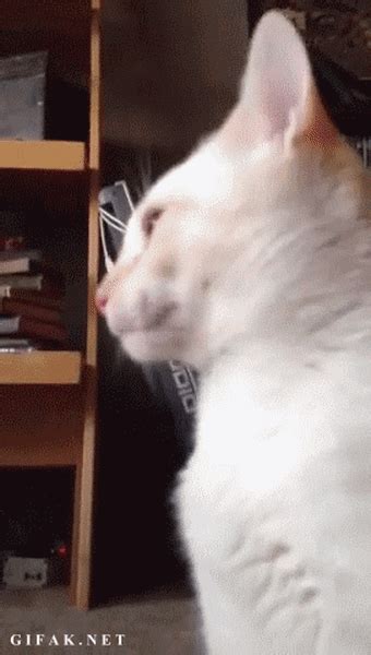 40 GIFs That Perfectly Sum up the Life of a Cat - BlazePress