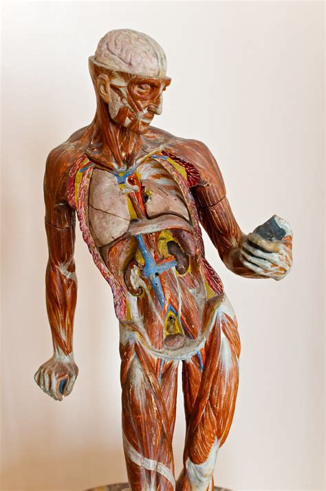 Modèle anatomique écorché signé Caudron | Modèle anatomique … | Flickr