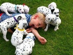 The dalmatian is a courageous dog that is loyal to their family. Dalmatian Puppies For Sale | Houston, TX #268309 | Petzlover