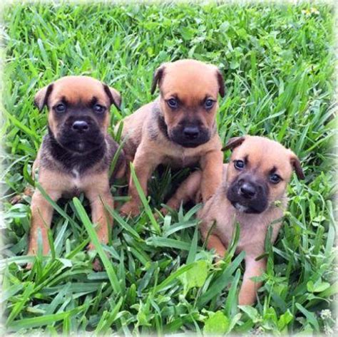 AKC Staffordshire Bull Terrier Puppies for Sale in Miami ...