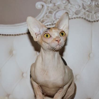 🐱 find cats and kittens locally for sale or adoption in toronto (gta) : Lykoi Cats Kittens, Nadacatz, Devon Rex, Lykoi, cats for ...