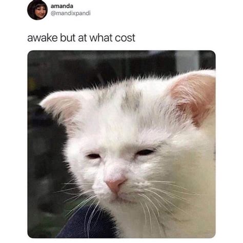 25 best memes about funny clean cat funny clean cat. Clean Memes 11-11-2019 Afternoon | Funny animals, Cat memes, Dumb cats