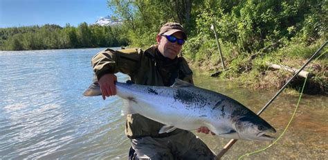 Pukkellaks (oncorhynchus gorbuscha) er som kjent en fremmed art som er uønsket i norske vassdrag. Oppgang pr 11.august | Norske Lakseelver