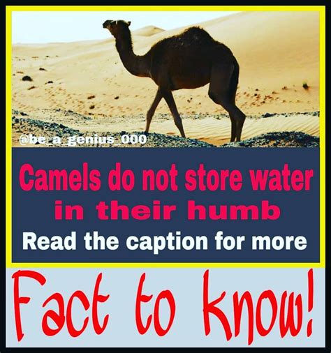 Whats actually in a camels hump? Do Camels Have Water In Their Humps | Animal Enthusias Blog