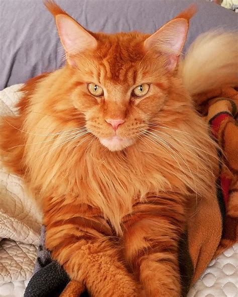 Female maine coons are as well very social but keep much more to themselves, unlike their male companions, who go i have a red kitten, he is only about 14 weeks old and huge. Maine Coon Cat Red - Best Cat Wallpaper