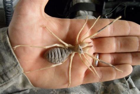 Found a camel spider the size of a sharpie cap on a oil site in eastern colorado. Here's Why Camel Spiders Are The Scariest Creatures On Earth