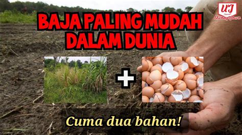 Rumput & kulit telur tinggal peram selama 10 hari dan sedia digunakan dengan nisbah 1 :  TUTORIAL  Saya ajar cara buat BAJA PALING MUDAH DALAM ...