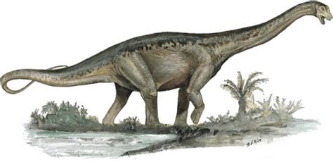 It is known from the maastrichtian (upper cretaceous) lameta formation of india and possibly also the maastrichtian (upper cretaceous) marília formation of argentina. Titanosaurus - Everything Dinosaurs