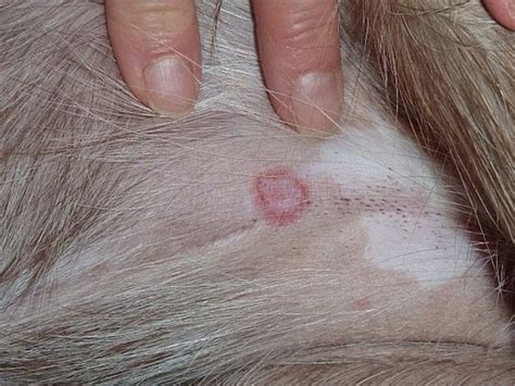 Ketahui cara merawat keadaan untuk mengelakkan keadaan itu menjangkiti bahagian badan yang lain. MiraCat - Anti Fungal Treatment for Cat: 6 CARA HILANGKAN ...