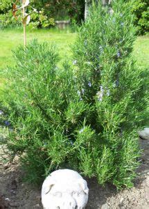 This bread dough as with other yeast bread recipes can be turned into more than just loaves of bread. Rosemary Dinner Rolls | | Bread Machine Recipes