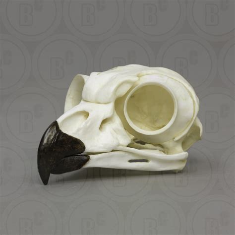 Toucan skeleton posted in the interestingasfuck community. Great Horned Owl Skull - Bone Clones, Inc. - Osteological ...
