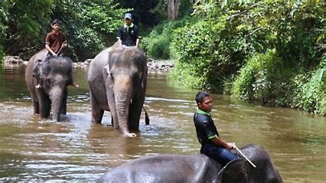 National elephant conservation centre kuala gandah necc. 1 Day trip to Kuala Gandah Elephant Sanctuary in Lanchang ...