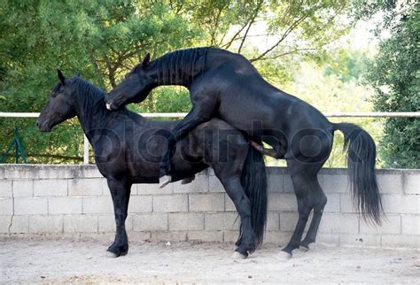 Dec 15, 2007 · send. Two black horse mating in a morning of ... | Stock Photo | Colourbox