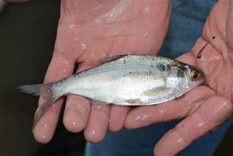 The little shad is a good shad
