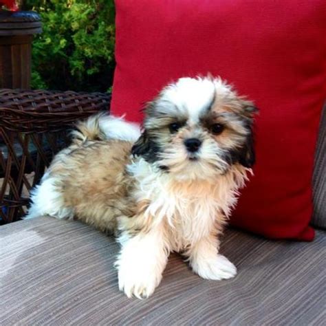 We have many shih tzu puppies for sale! Adorable 9 wk Shih Tzu Puppies! Pure Bred Non Shed for Sale in Detroit, Michigan Classified ...