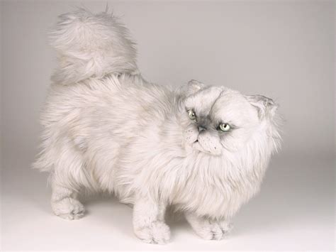 The look is timeless and elegant, and they have always been. Silver Persian Cat 2436 - Persians (Silver) - Cats