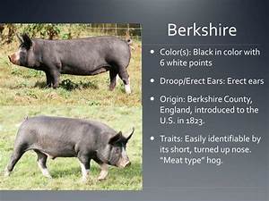 Ppt Breeds Of Swine Powerpoint Presentation Free Download Id 2009989