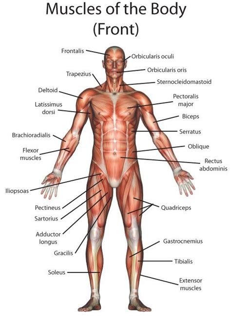 Click on the name of a muscle for a page the muscles labelled in the anterior muscles diagram shown above are listed in bold in the. Pin en Yoga