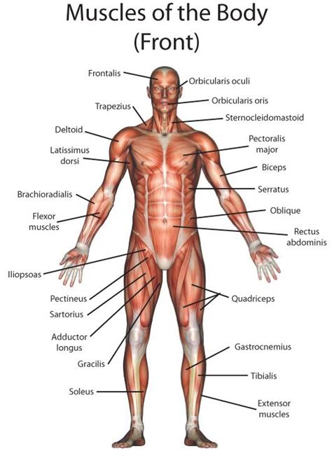 Learn about muscle names movements types with free interactive flashcards. Pin en Yoga