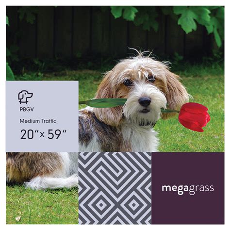 Many of these dogs have a specific area that is for him to use. MegaGrass PBGV 20 x 59 in Artificial Grass for Medium Pet Dog Potty Indoor/Outoor Area Rug ...