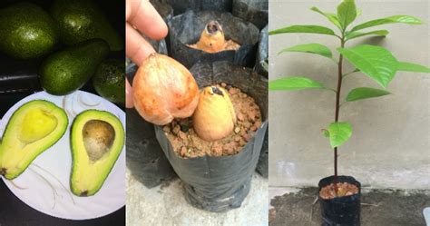 Cara makan orang melayu berbeza dengan orang barat kerana orang melayu mementingkan adab garfu untuk makan sama dengan cara barat. Cara Yang Betul Semai Avocado Melalui Biji - MY INFO BERITA