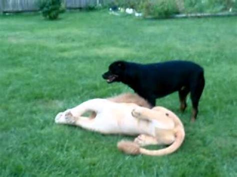 Angry rottweiler dog attacks a cow with deadly jaw grip almost killing it. Rottweiler attacks Lion - YouTube