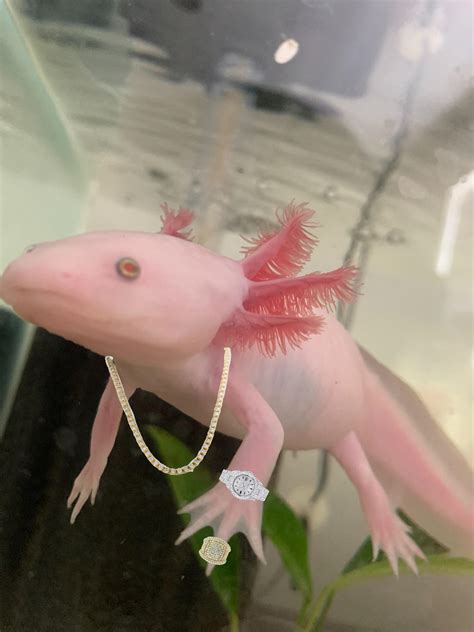 The typical colors are pink buckets can be used to collect axolotls the same way a player can to a fish. 2476 best r/axolotls images on Pholder | Minecraft is ...