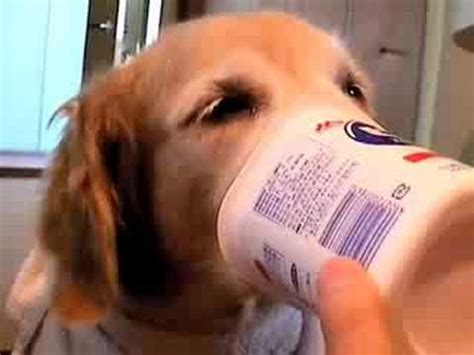 Check spelling or type a new query. a dog and yogurt - YouTube