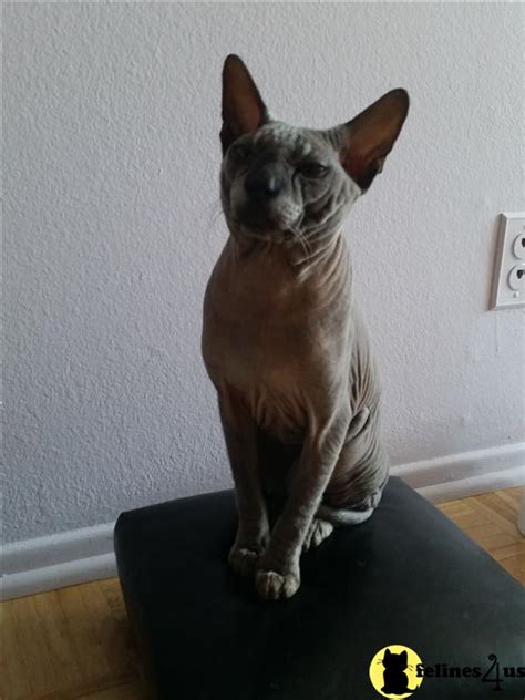 Verrilli and kranz mention that the sphynx cat breed is dr. Sphynx Stud Cat: Sphynx Donskoy Black STUD service 11 Yrs ...