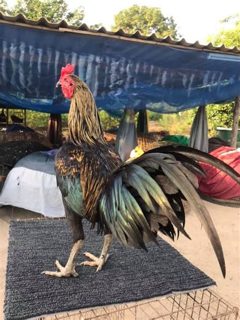 Maybe you would like to learn more about one of these? Rooster in Thailand