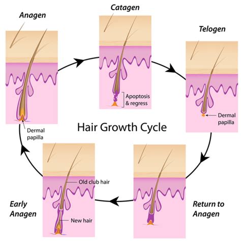 So how did they come to the conclusion that 2014 would be the year of the bush? Laser Hair Removal for Different Skin and Hair Types ...