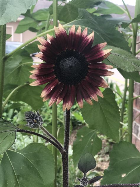 Purple flowers that look like sunflowers. My wife's purple sunflowers are blooming and look like a ...