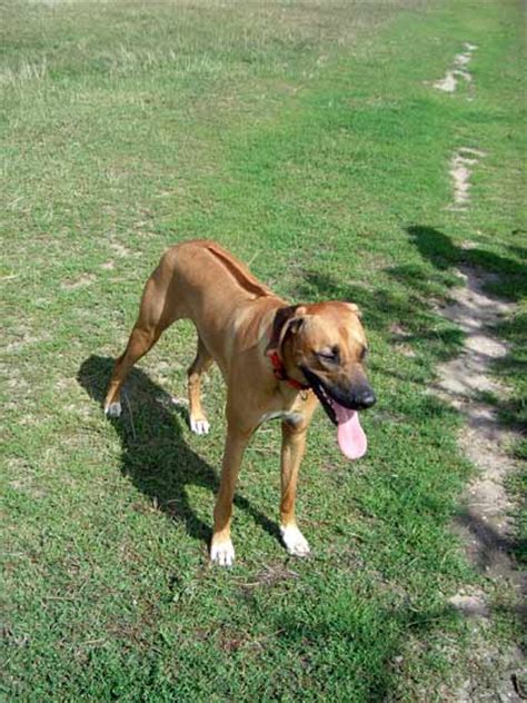 Dieser befindet sich auf dem rücken der tiere. Hunderassen - Lauf- und Schweisshunde, FCI-Gruppe 6